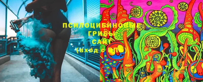 Псилоцибиновые грибы Cubensis  Лебедянь 